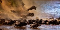 HONOR PSA - THE GREAT MIGRATION OF WILDEBEEST 2 - AGAPOV SERGEY - russian federation <div